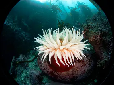 A white plumose anemone on a red rock